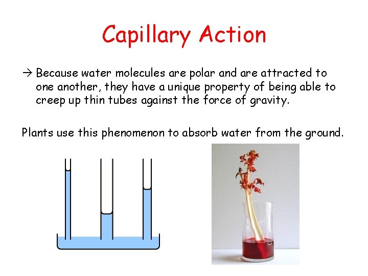Capillary Action à Because water molecules are polar and are attracted to one another,