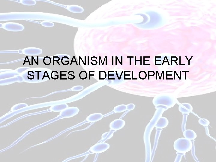 AN ORGANISM IN THE EARLY STAGES OF DEVELOPMENT 