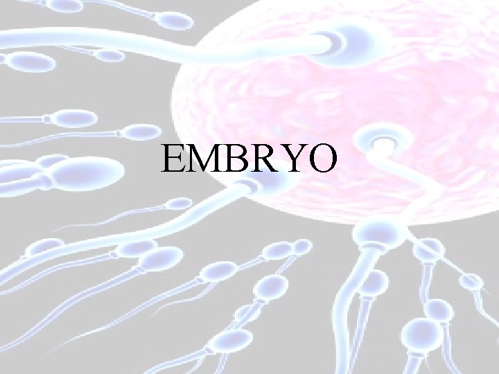 EMBRYO 