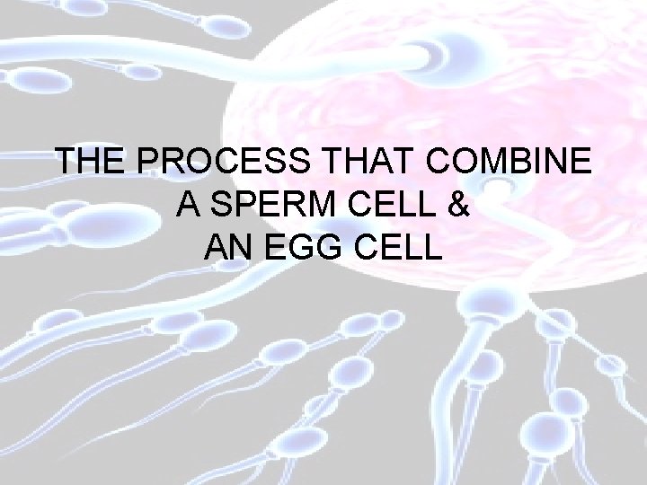 THE PROCESS THAT COMBINE A SPERM CELL & AN EGG CELL 