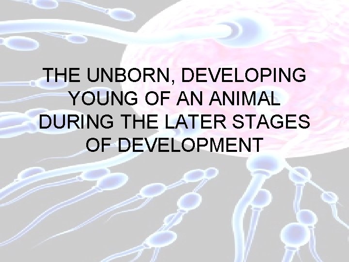 THE UNBORN, DEVELOPING YOUNG OF AN ANIMAL DURING THE LATER STAGES OF DEVELOPMENT 