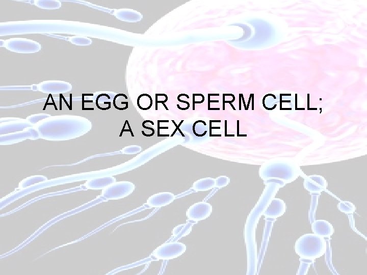 AN EGG OR SPERM CELL; A SEX CELL 