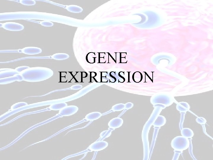 GENE EXPRESSION 