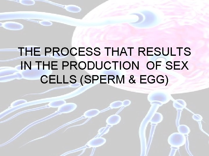 THE PROCESS THAT RESULTS IN THE PRODUCTION OF SEX CELLS (SPERM & EGG) 