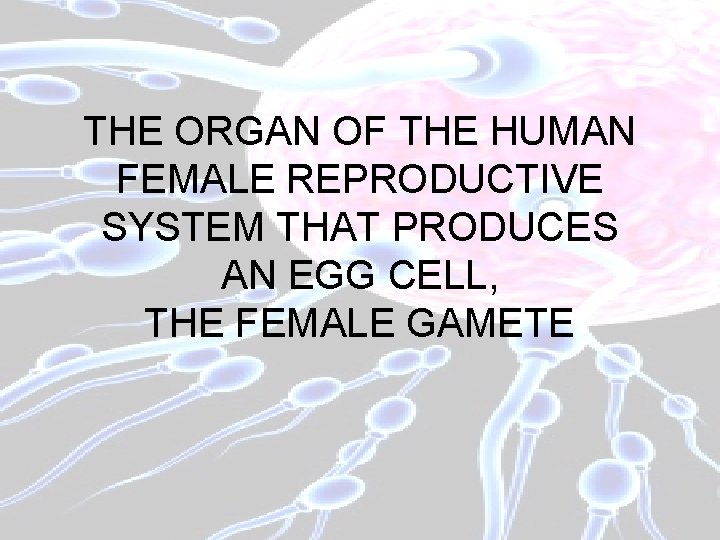 THE ORGAN OF THE HUMAN FEMALE REPRODUCTIVE SYSTEM THAT PRODUCES AN EGG CELL, THE