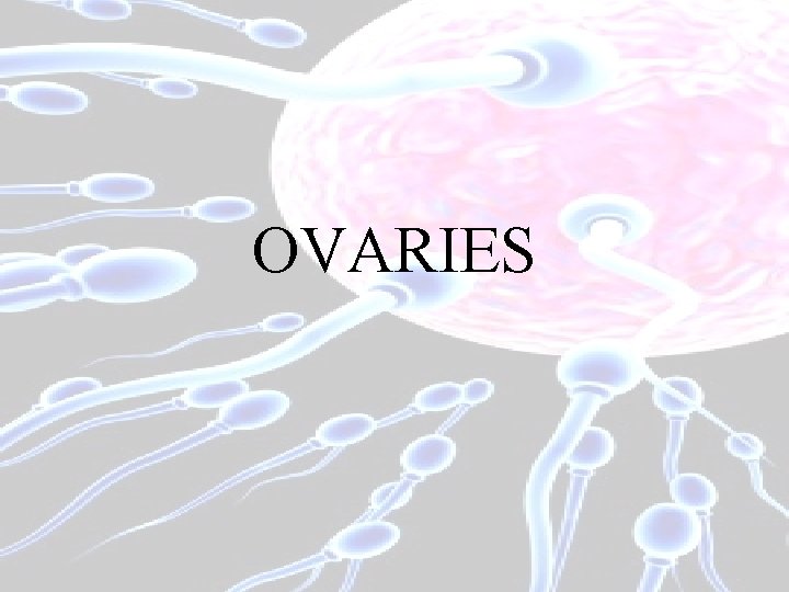 OVARIES 