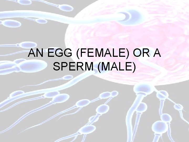 AN EGG (FEMALE) OR A SPERM (MALE) 