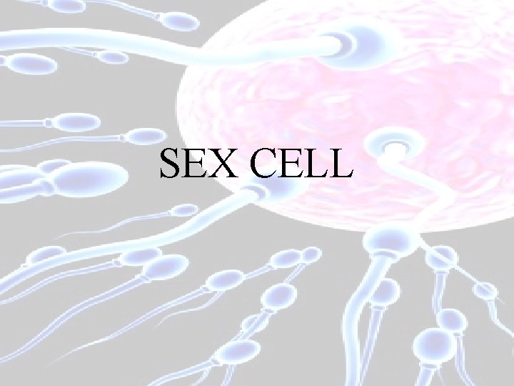 SEX CELL 