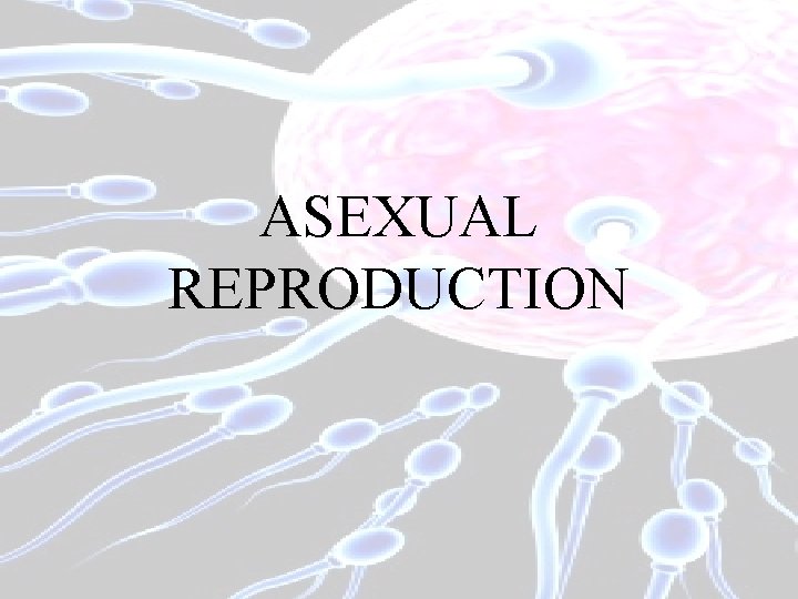 ASEXUAL REPRODUCTION 