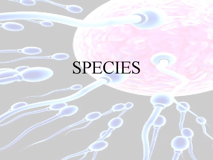 SPECIES 