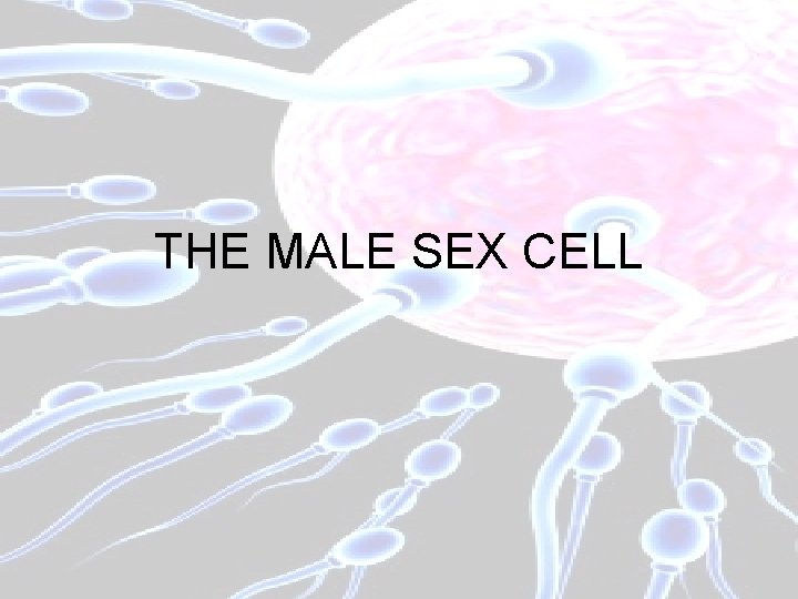 THE MALE SEX CELL 