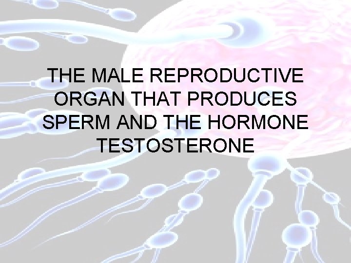 THE MALE REPRODUCTIVE ORGAN THAT PRODUCES SPERM AND THE HORMONE TESTOSTERONE 