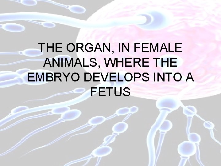 THE ORGAN, IN FEMALE ANIMALS, WHERE THE EMBRYO DEVELOPS INTO A FETUS 