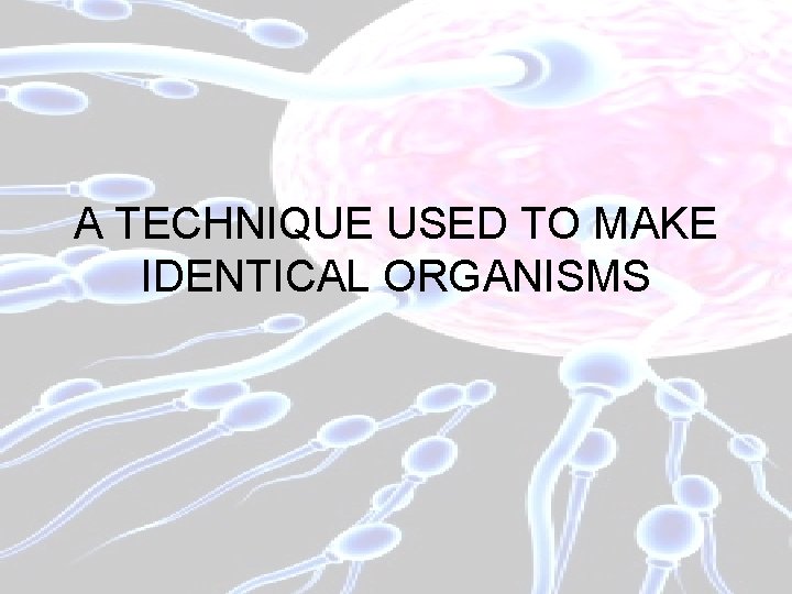 A TECHNIQUE USED TO MAKE IDENTICAL ORGANISMS 
