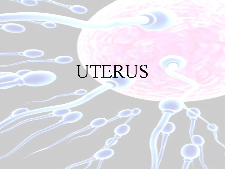 UTERUS 