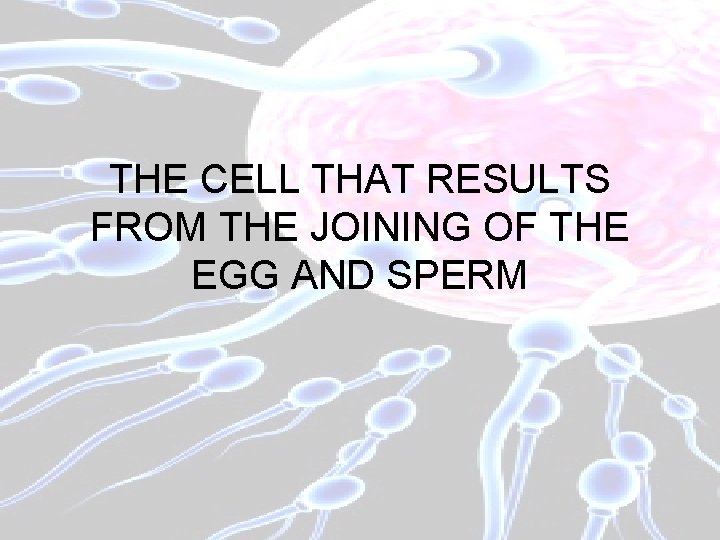 THE CELL THAT RESULTS FROM THE JOINING OF THE EGG AND SPERM 