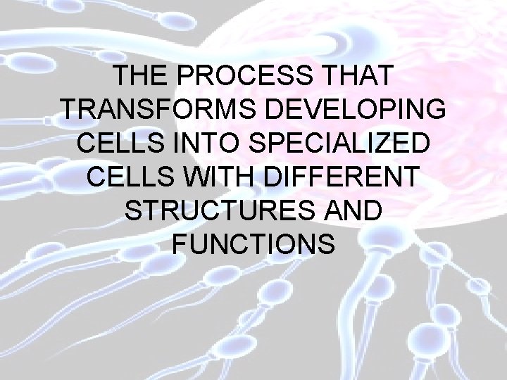 THE PROCESS THAT TRANSFORMS DEVELOPING CELLS INTO SPECIALIZED CELLS WITH DIFFERENT STRUCTURES AND FUNCTIONS