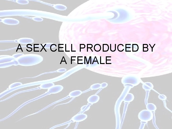 A SEX CELL PRODUCED BY A FEMALE 