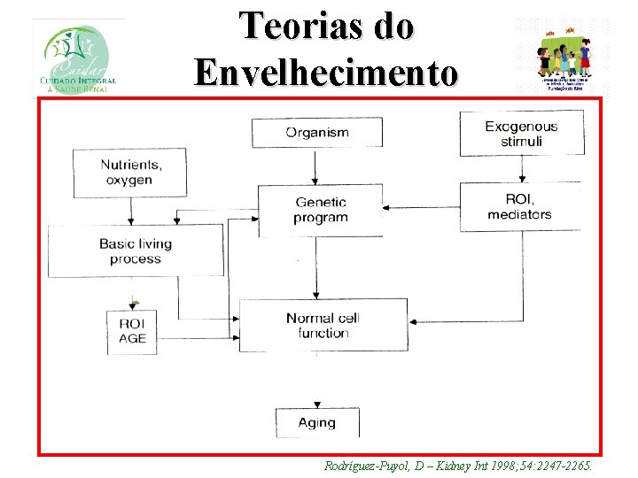 Teorias do Envelhecimento Rodríguez-Puyol, D – Kidney Int 1998; 54: 2247 -2265. 