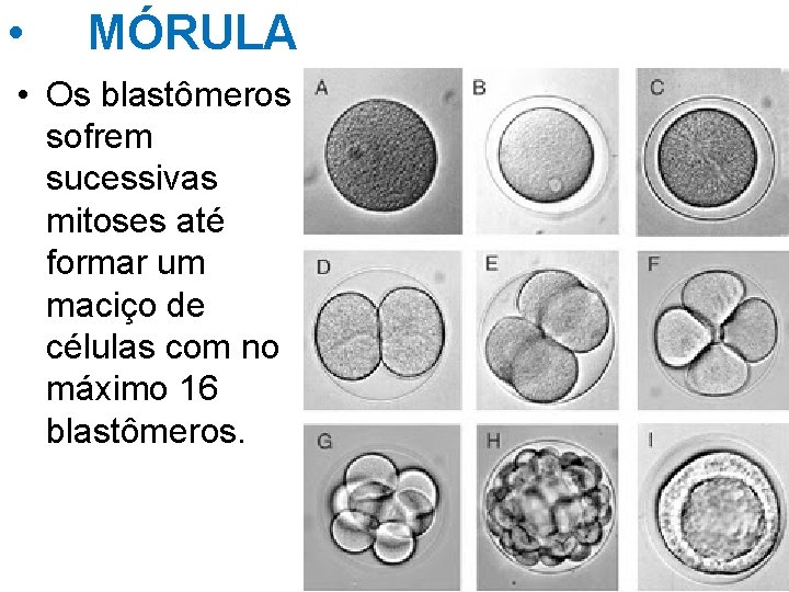  • MÓRULA • Os blastômeros sofrem sucessivas mitoses até formar um maciço de