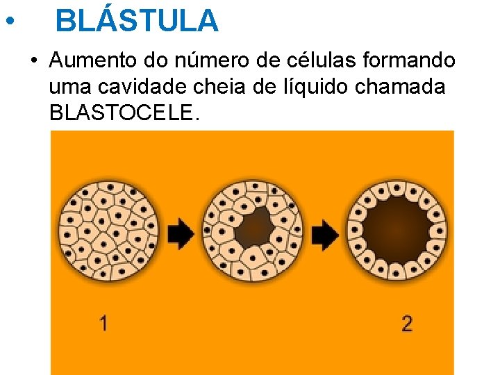  • BLÁSTULA • Aumento do número de células formando uma cavidade cheia de