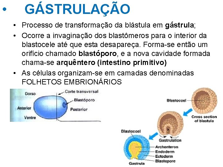  • GÁSTRULAÇÃO • Processo de transformação da blástula em gástrula; • Ocorre a
