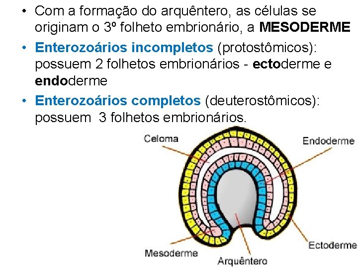  • Com a formação do arquêntero, as células se originam o 3º folheto