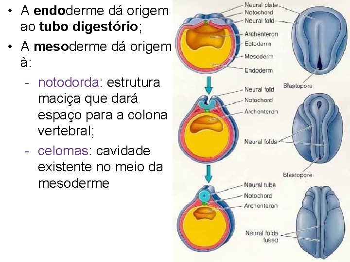  • A endoderme dá origem ao tubo digestório; • A mesoderme dá origem