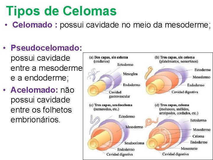Tipos de Celomas • Celomado : possui cavidade no meio da mesoderme; • Pseudocelomado: