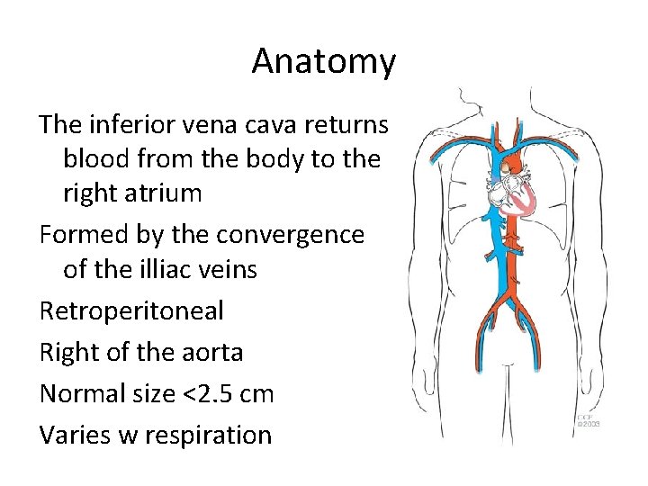 Anatomy The inferior vena cava returns blood from the body to the right atrium