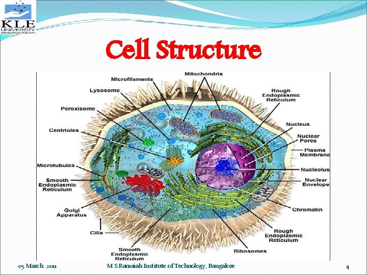 Cell Structure 05 March. 2011 M S Ramaiah Institute of Technology, Bangalore 4 