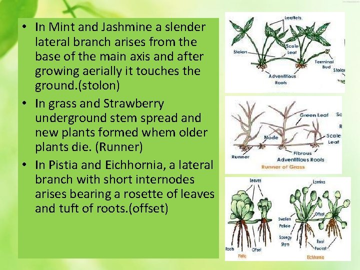  • In Mint and Jashmine a slender lateral branch arises from the base