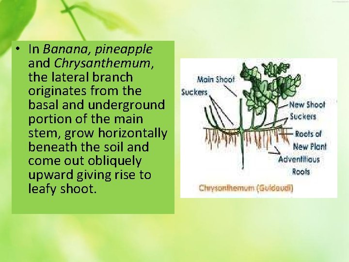  • In Banana, pineapple and Chrysanthemum, the lateral branch originates from the basal