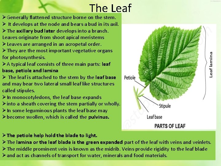 The Leaf ØGenerally flattened structure borne on the stem. Ø It develops at the