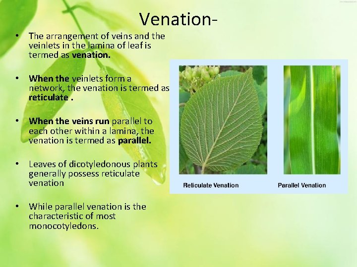 Venation- • The arrangement of veins and the veinlets in the lamina of leaf