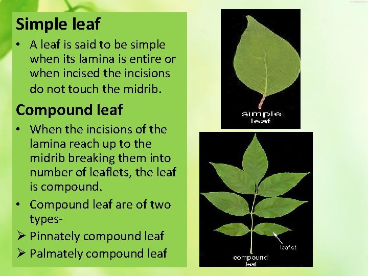 Simple leaf • A leaf is said to be simple when its lamina is