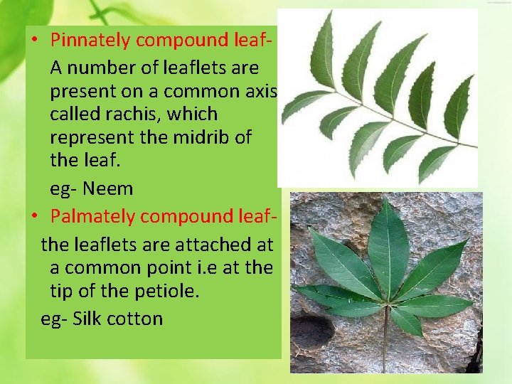  • Pinnately compound leaf. A number of leaflets are present on a common