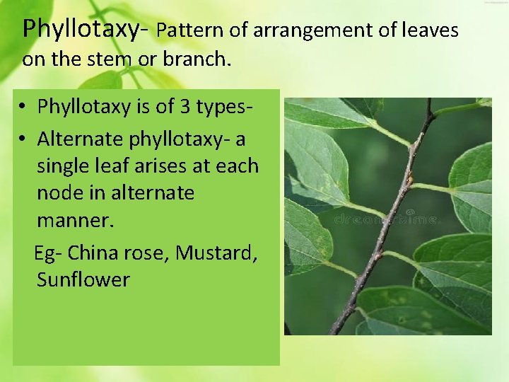 Phyllotaxy- Pattern of arrangement of leaves on the stem or branch. • Phyllotaxy is
