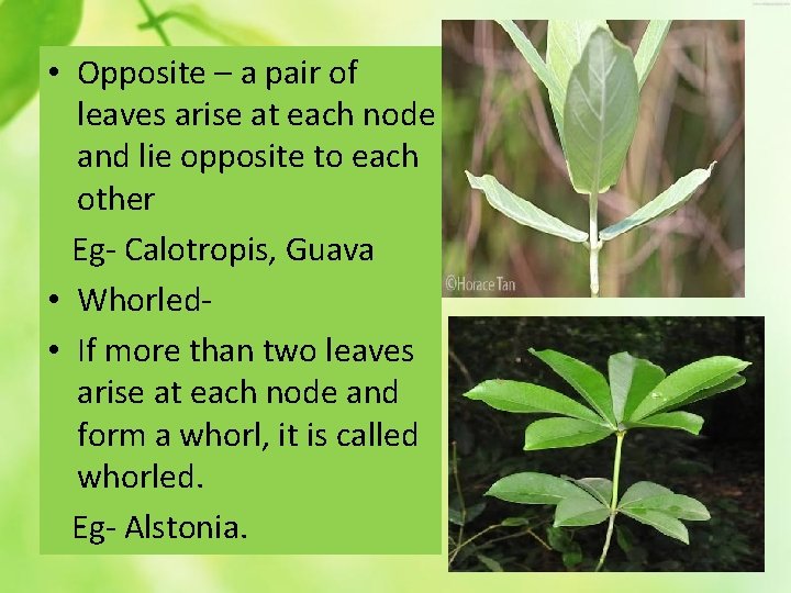  • Opposite – a pair of leaves arise at each node and lie