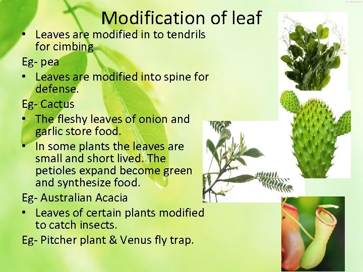 Modification of leaf • Leaves are modified in to tendrils for cimbing Eg- pea
