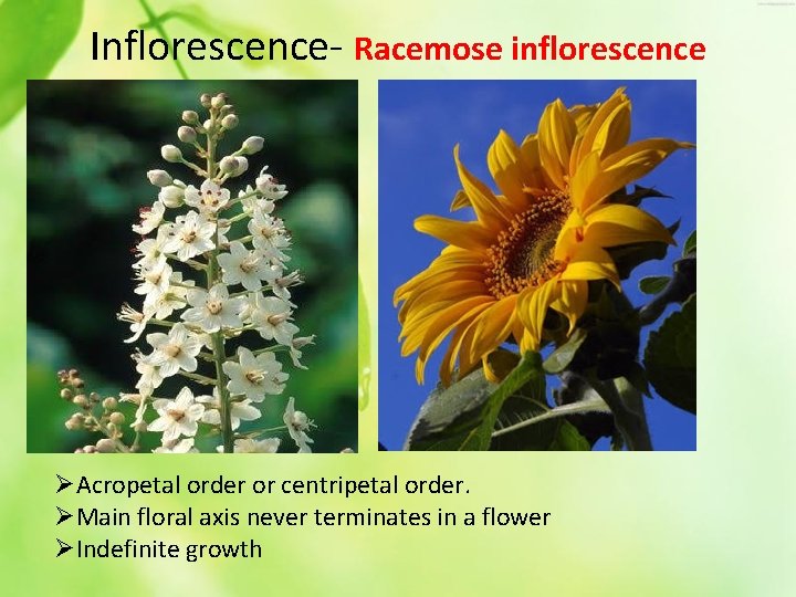Inflorescence- Racemose inflorescence ØAcropetal order or centripetal order. ØMain floral axis never terminates in