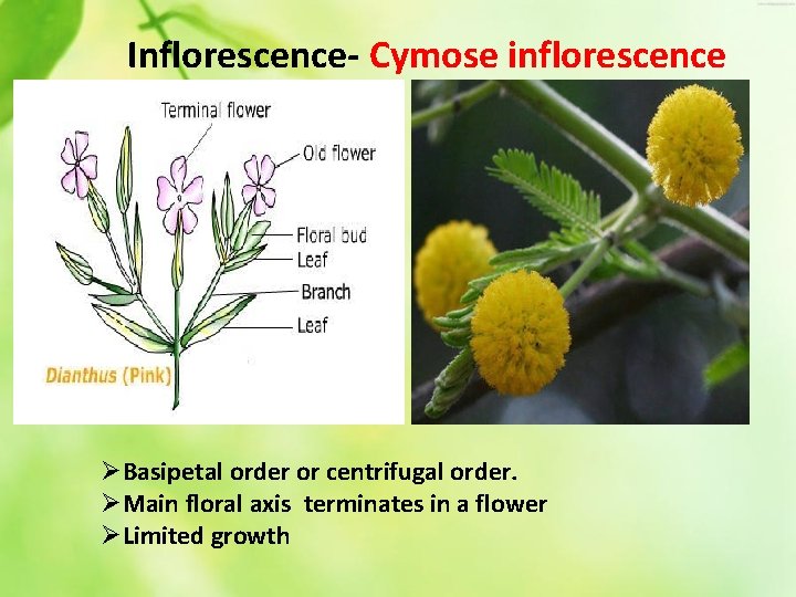 Inflorescence- Cymose inflorescence ØBasipetal order or centrifugal order. ØMain floral axis terminates in a