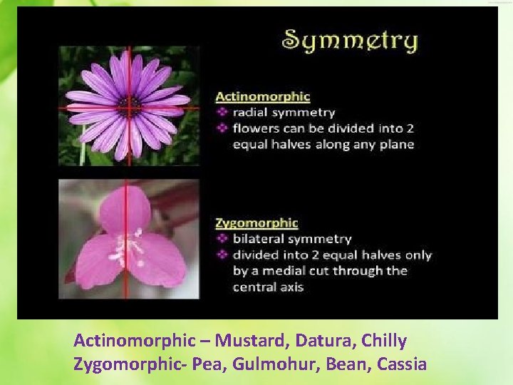 Actinomorphic – Mustard, Datura, Chilly Zygomorphic- Pea, Gulmohur, Bean, Cassia 