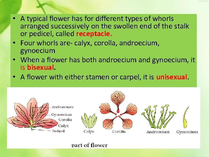  • A typical flower has for different types of whorls arranged successively on