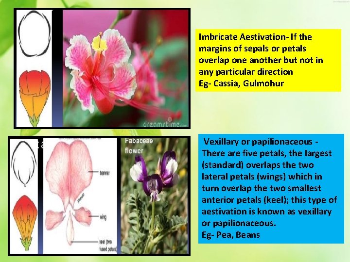 Imbricate Aestivation- If the margins of sepals or petals overlap one another but not