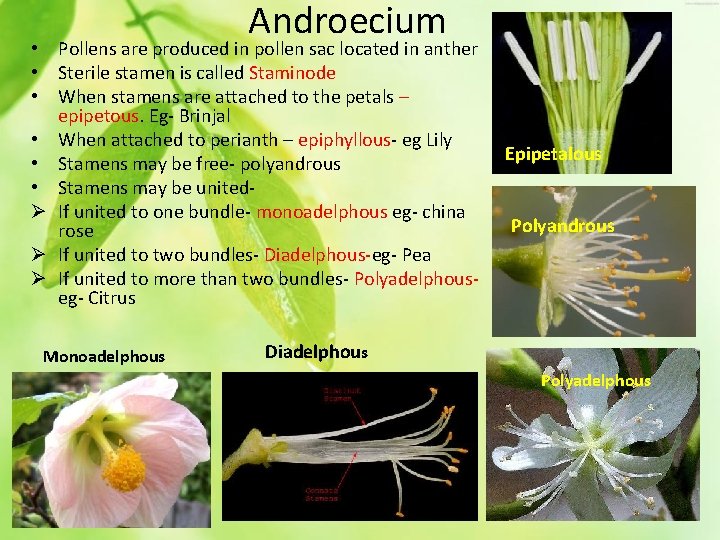 Androecium • Pollens are produced in pollen sac located in anther • Sterile stamen
