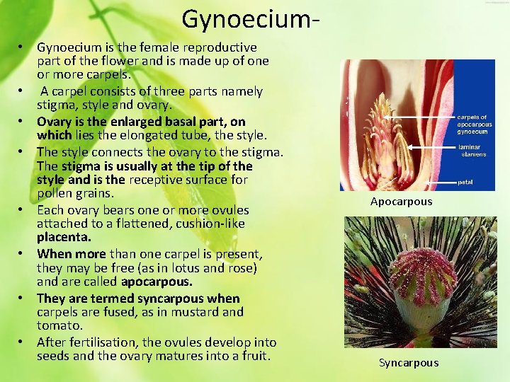 Gynoecium • Gynoecium is the female reproductive part of the flower and is made