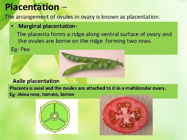 Placentation – The arrangement of ovules in ovary is known as placentation. • Marginal