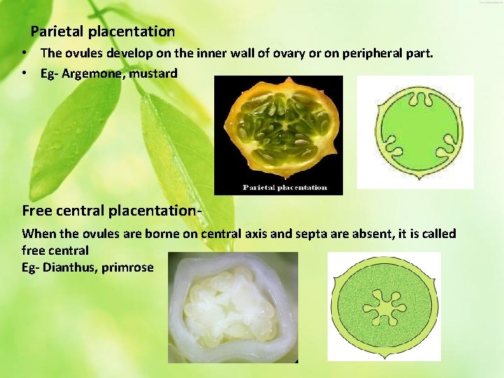 Parietal placentation • The ovules develop on the inner wall of ovary or on