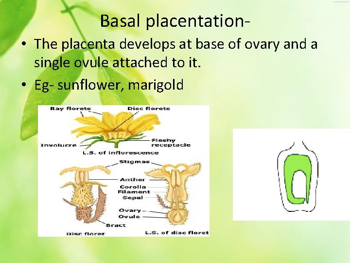 Basal placentation • The placenta develops at base of ovary and a single ovule